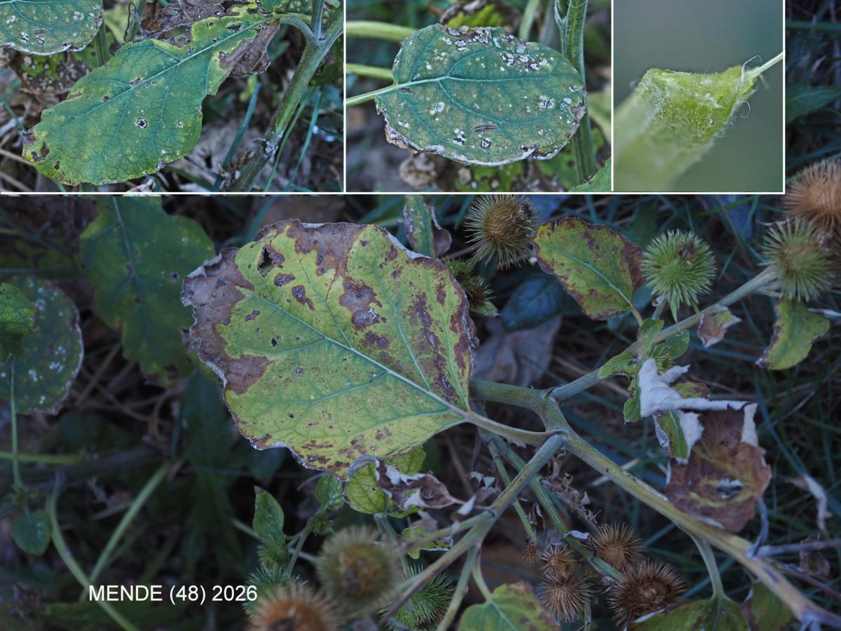 ? leaf